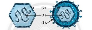 3 Đề thi Cuối kì 2 KHTN 6 Cánh diều năm 2025 (có đáp án) | Đề thi Khoa học tự nhiên 6